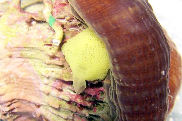 reefdup.wordpress.com