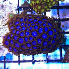 tubbsblue4-275x275.jpg