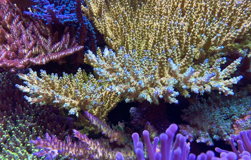 52464579436_c9c08f3a59_c.jpg