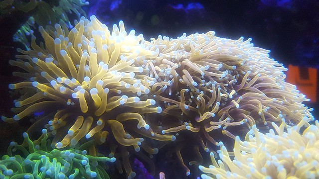 35285750633_f0040bc8df_z.jpg