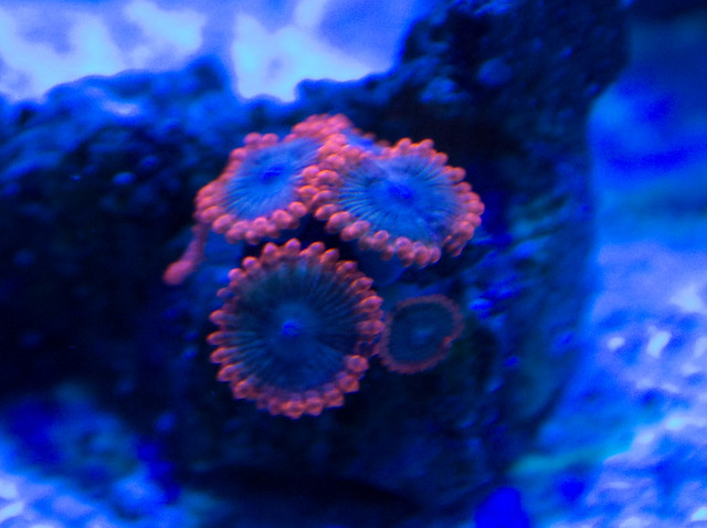 15709722089_2dc9d7075e_z.jpg