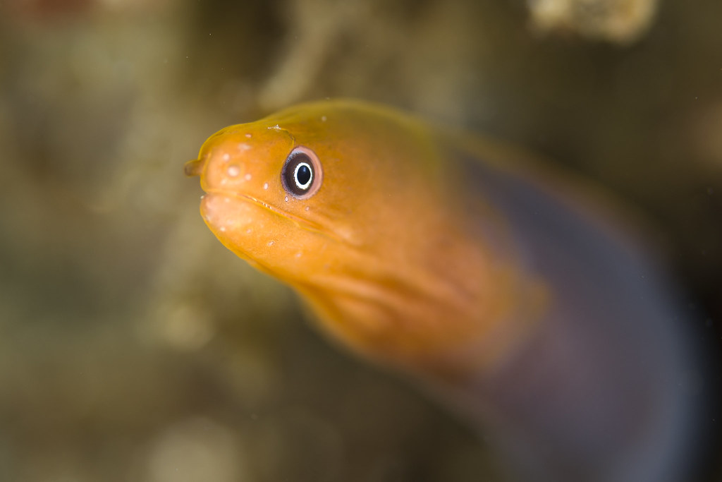 reefs.com