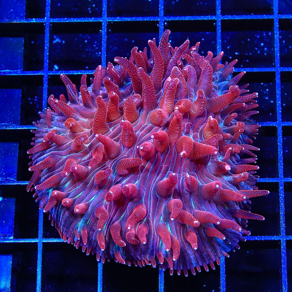 51758178737_8b835776d0_b.jpg