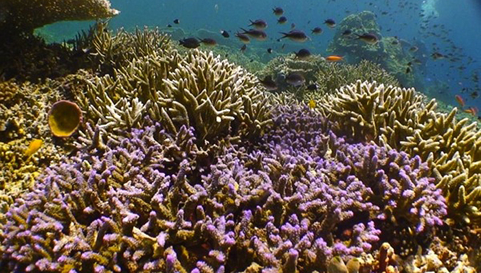 reefs.com