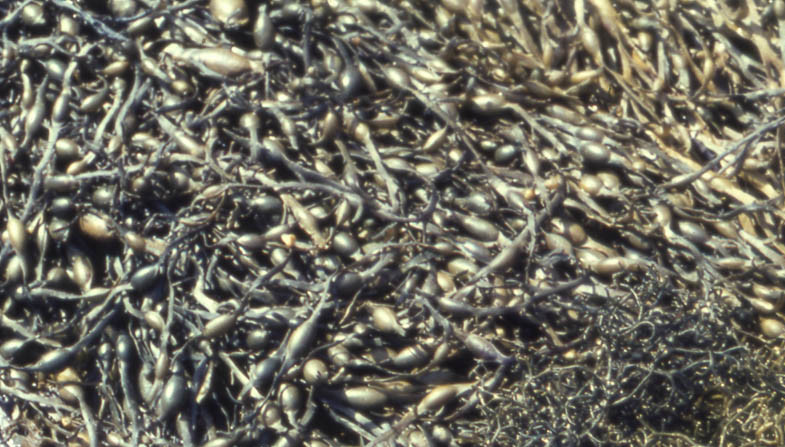 Knotted-wrack.jpg