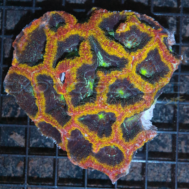 29909087351_e131494e91_c.jpg