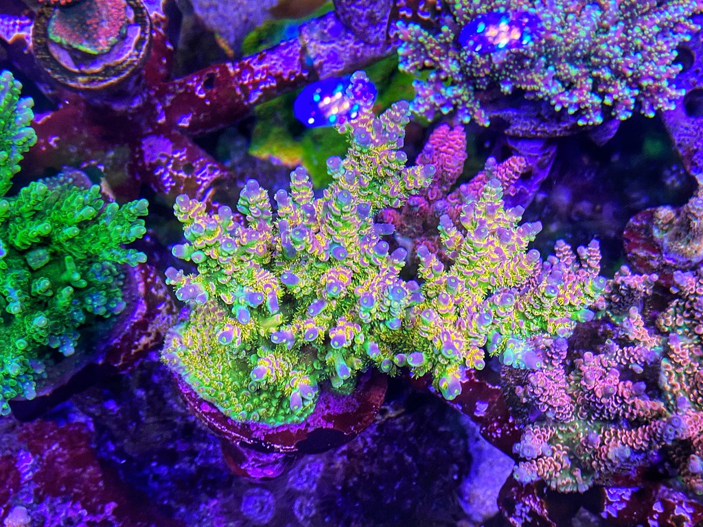 51484260973_138af779e5_b.jpg