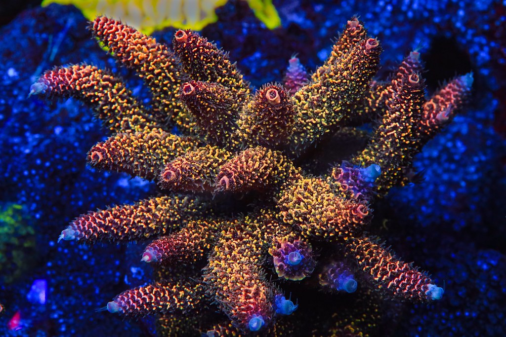 51383661790_571a7f90d8_b.jpg