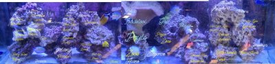 corals 125 gal.jpg corals 125 gal.jpg