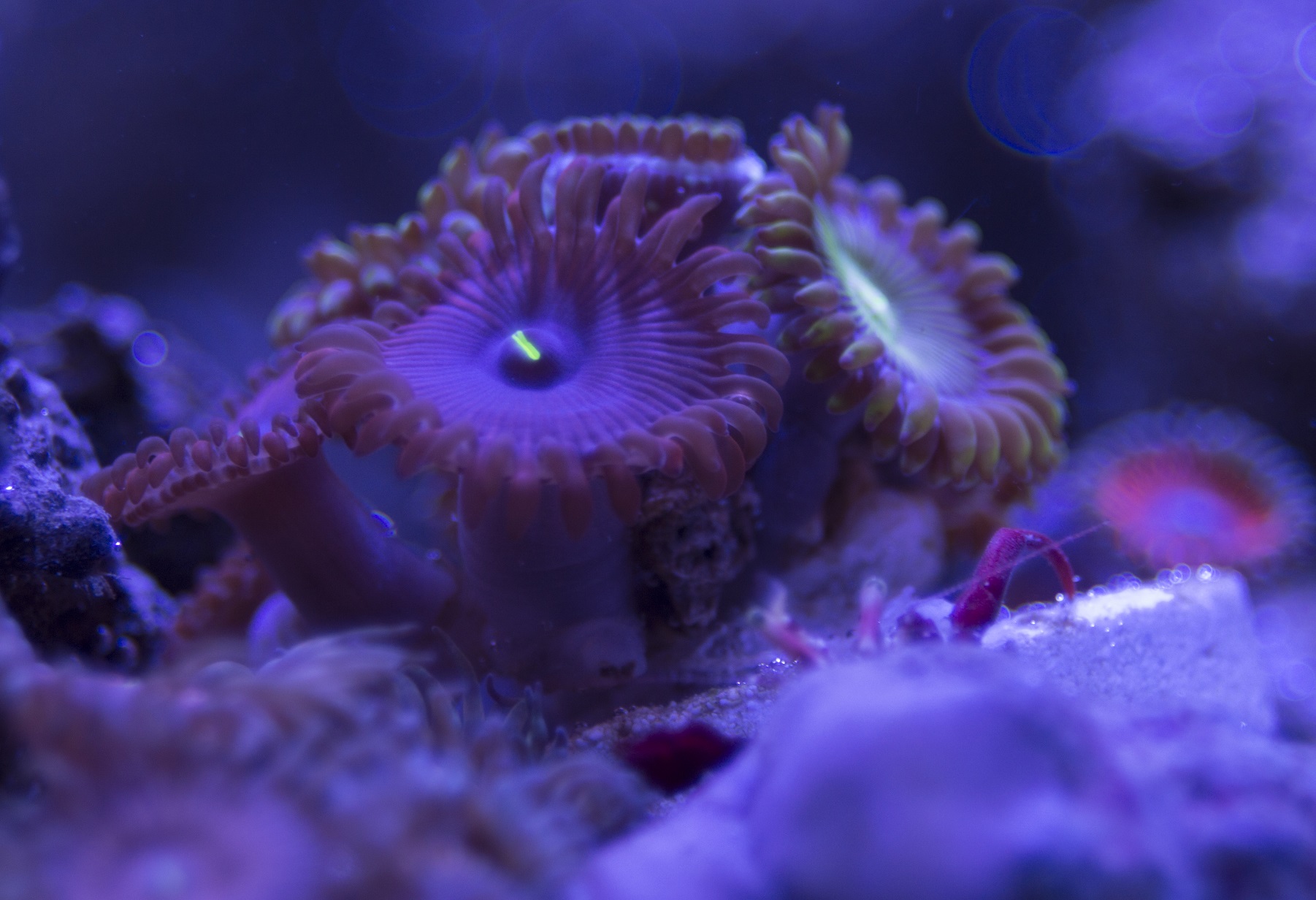 ZoaPalyId2.JPG