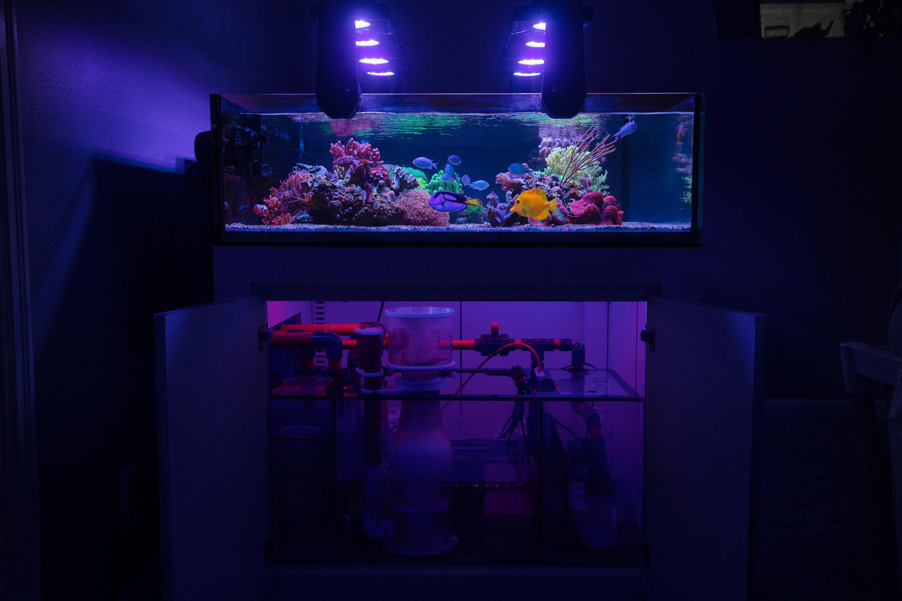 reefsavvy-115.jpg