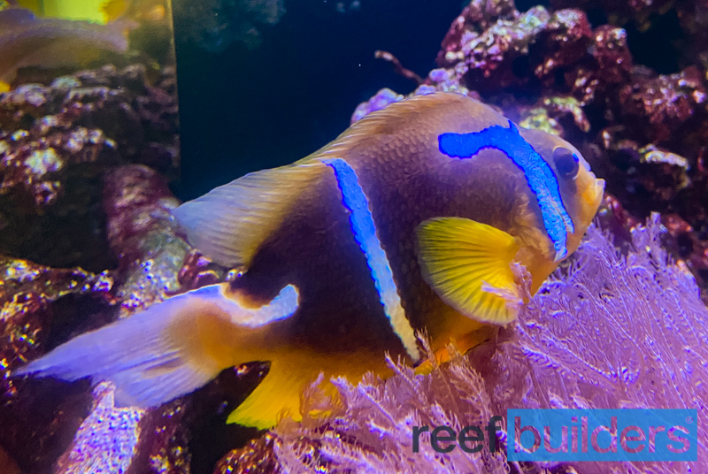reefbuilders.com