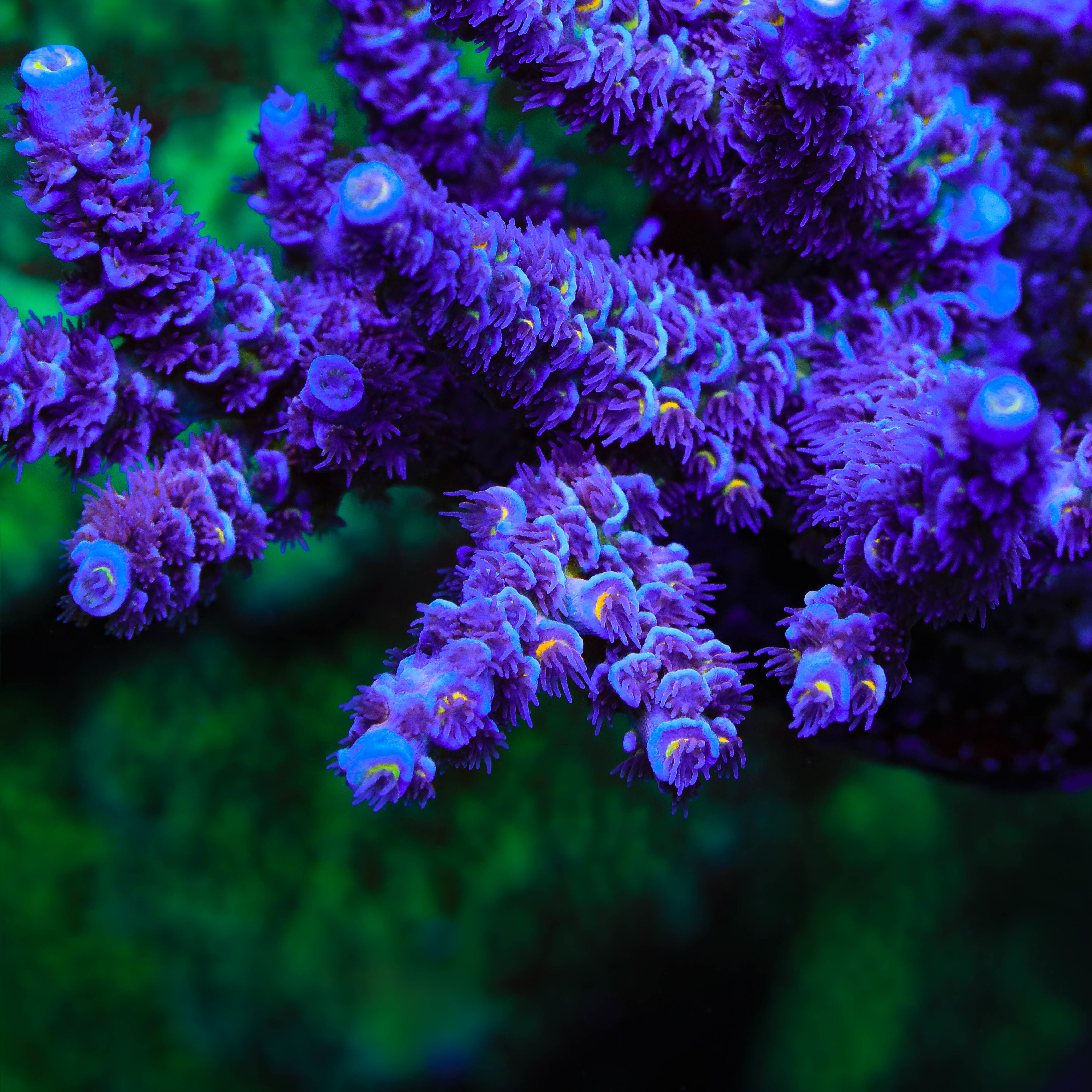 52832412693_620e690a07_4k.jpg
