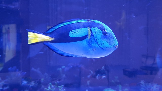 29125742798_70b26659d1_z.jpg
