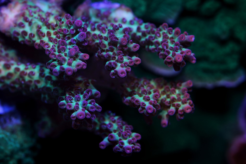 26473301768_58d82ba7b7_b.jpg