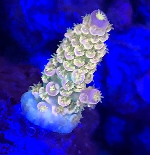 39041653684_14485a5137_n.jpg