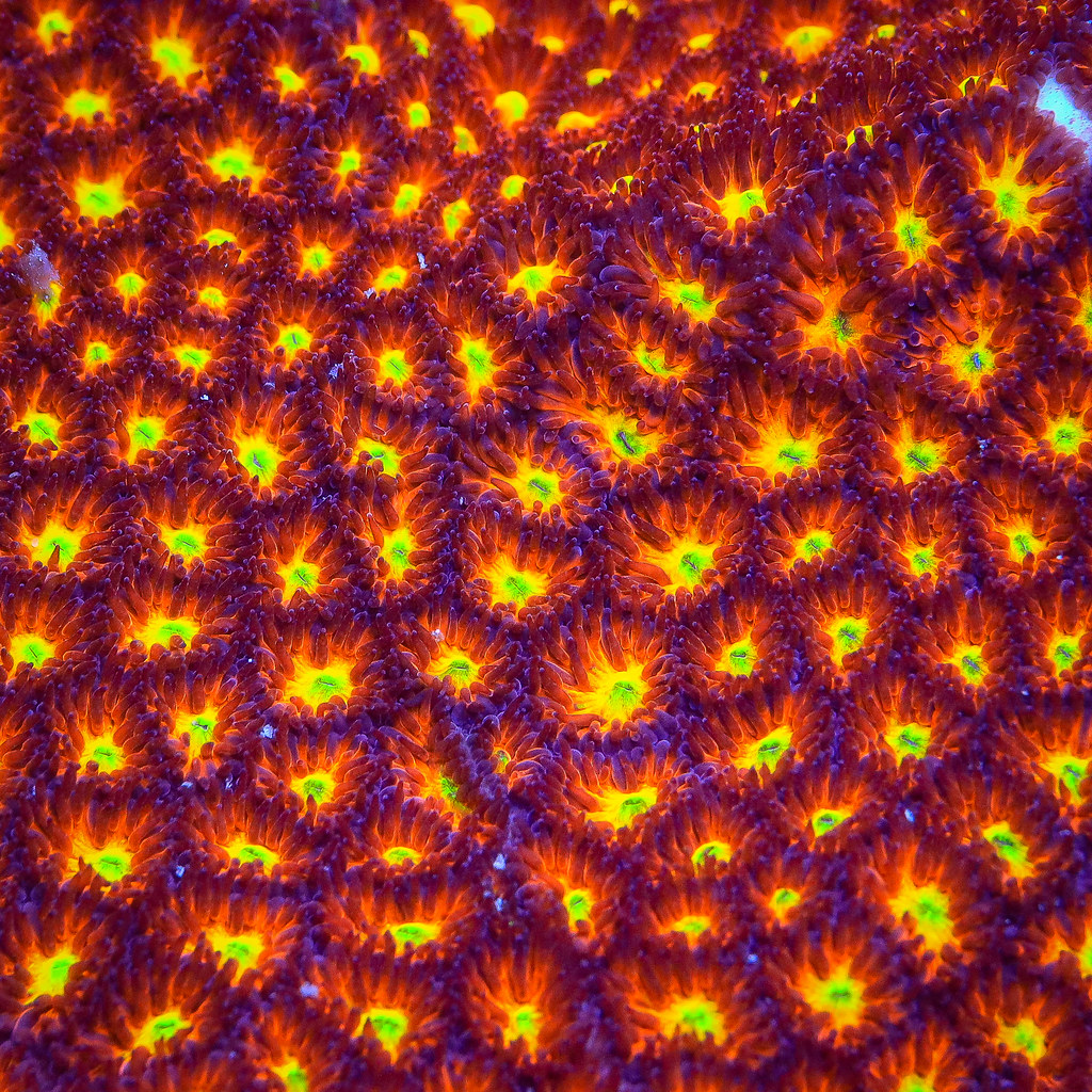 51931060605_5e03ae6504_b.jpg