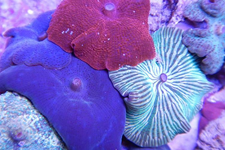 assorted-mushroom-coral-e1552428313481.png