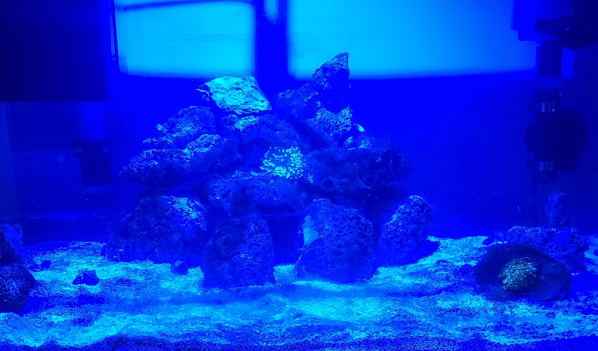 bta_rock_zoa.png