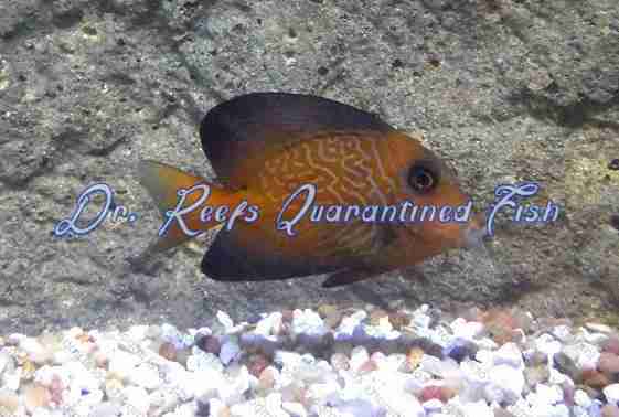 drreefsquarantinedfish.com