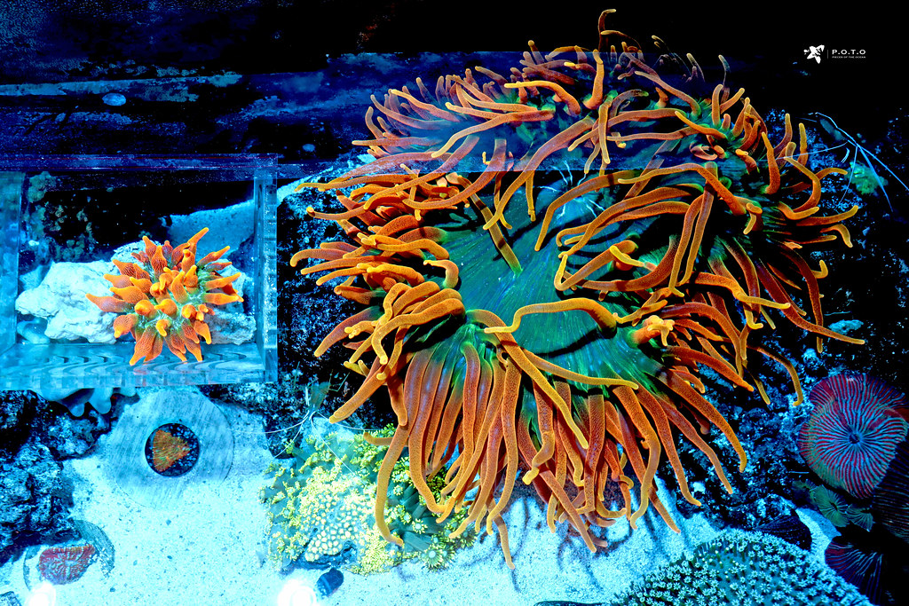 51130776370_6b9668105c_b.jpg