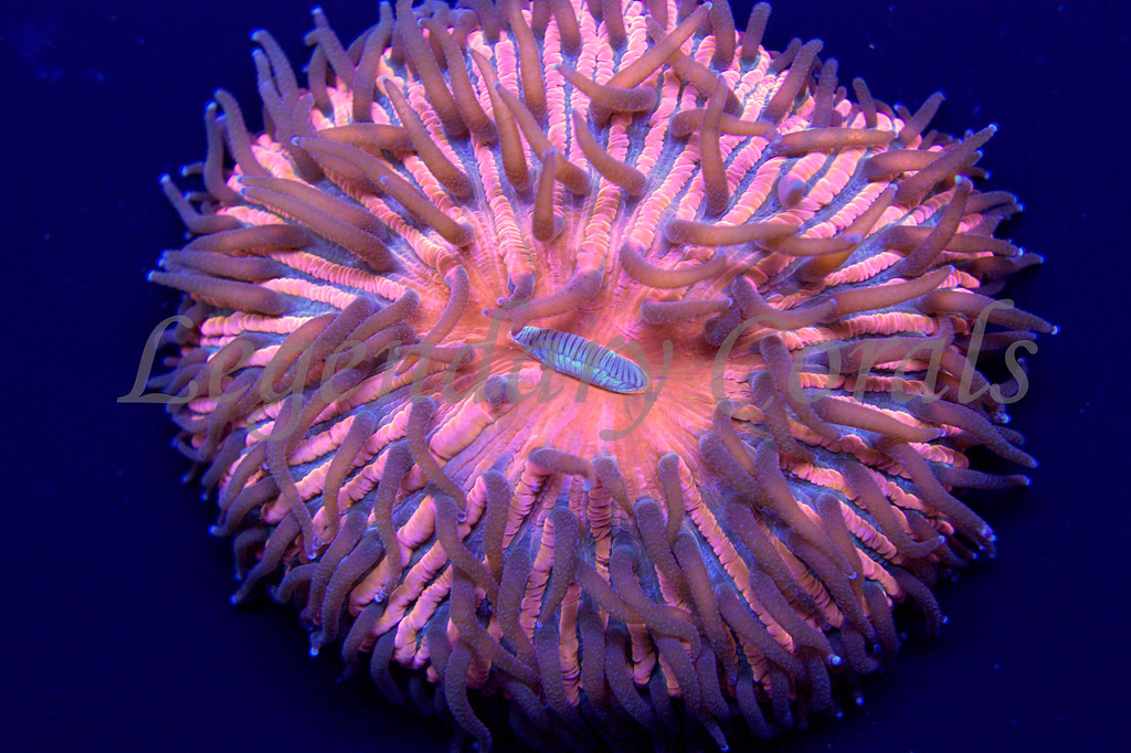 14471738460_f433f1a433_b.jpg