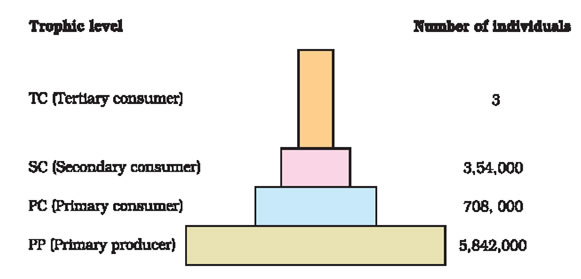pyramid-of-numbers.jpg