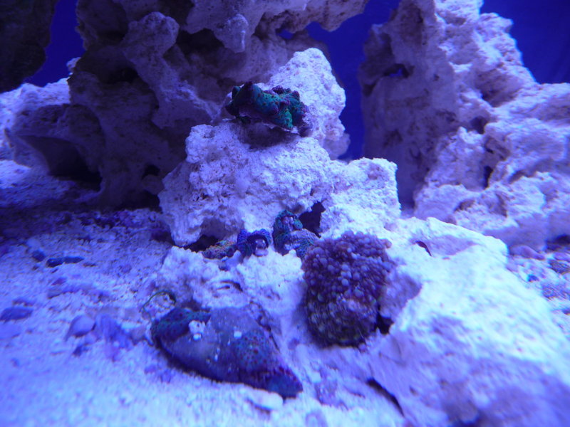 p1060620-jpg.425307