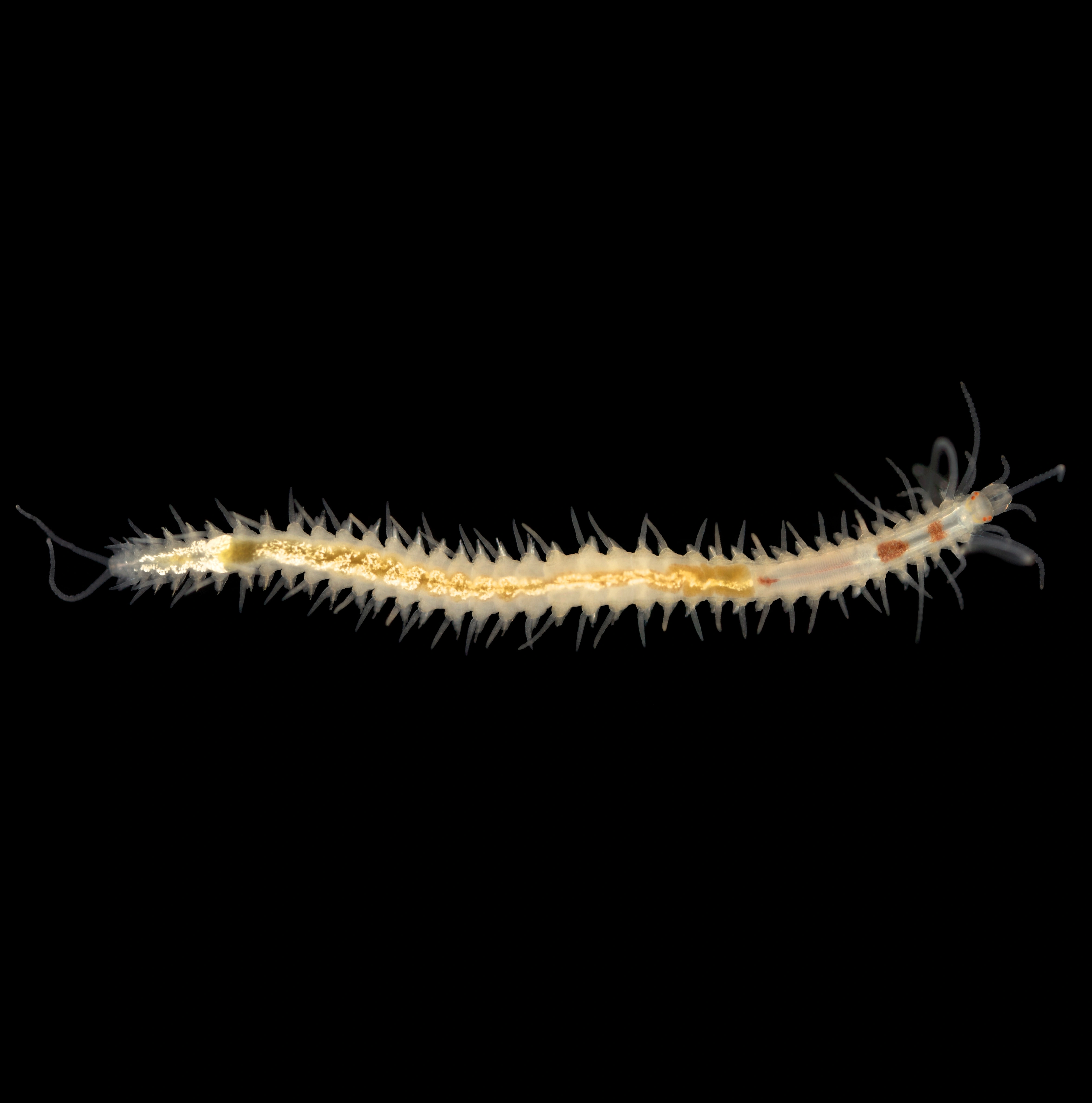 Syllidae