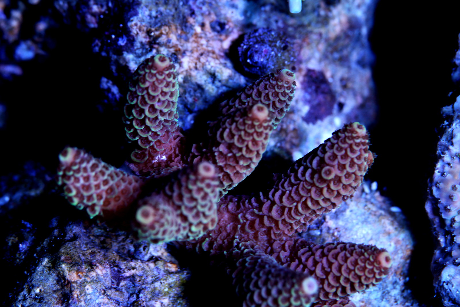 34182412875_f11285cea2_h.jpg