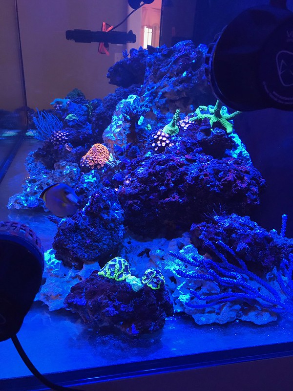 45989520154_c70f2271c8_c.jpg