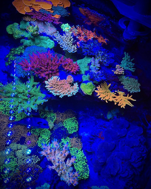 52046052105_0b334196f6_c.jpg