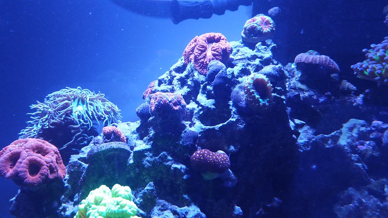 37158741944_408c83d0b3_c.jpg