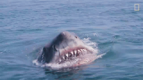 bite-nat-geo-explores.gif