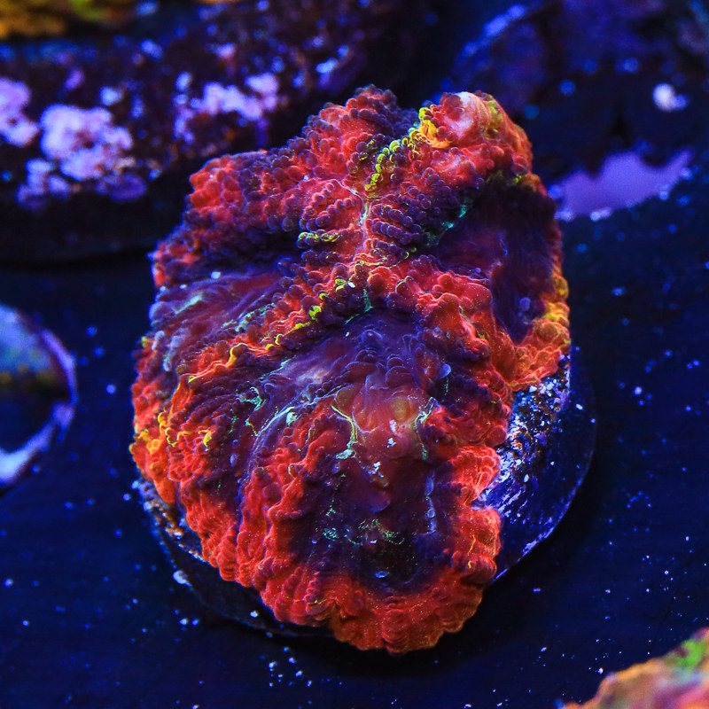 51191951151_b9344e5d29_c.jpg