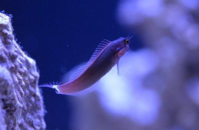 Blenny 18-06-28.jpg