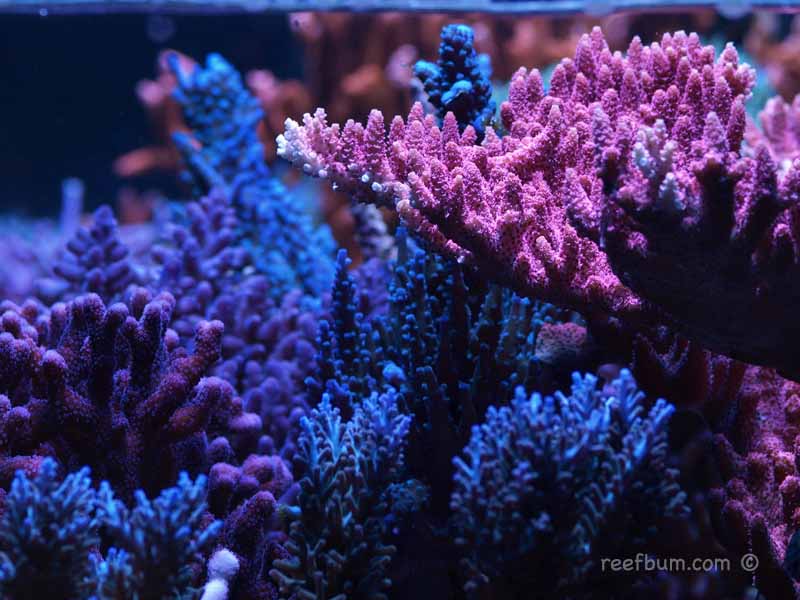 Oct-29-2011-Tankpic26.jpg