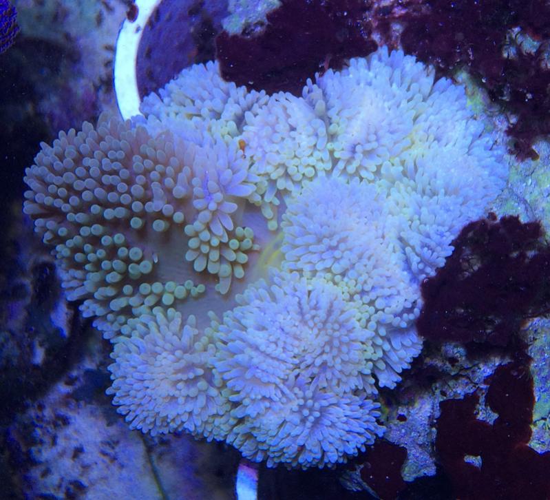 zooxanthellae-transplant-8-jpg.1782742