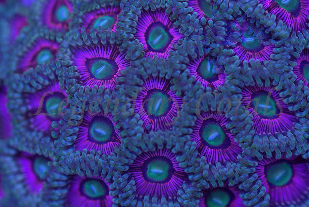 16378020345_da0c664ec0_b.jpg