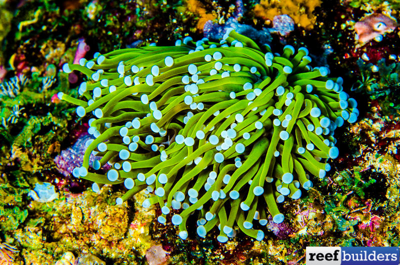 reefbuilders.com
