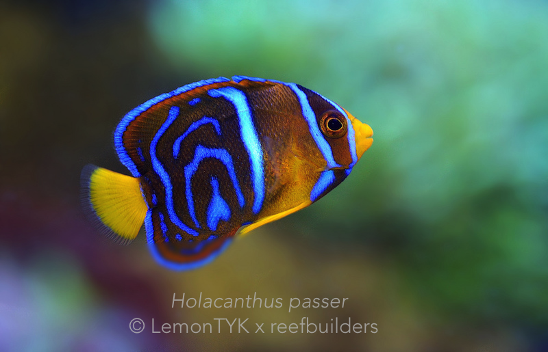 reefbuilders.com