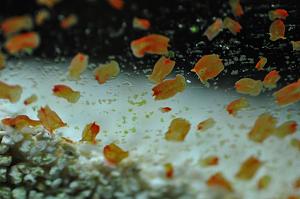 reefs.com
