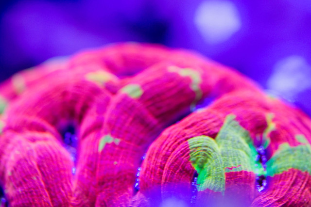 22440749727_74150f7a1d_z.jpg