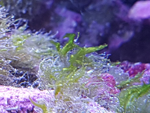 31226137297_ccd92c66ea.jpg
