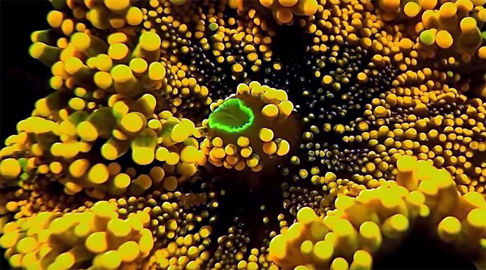 reefs.com