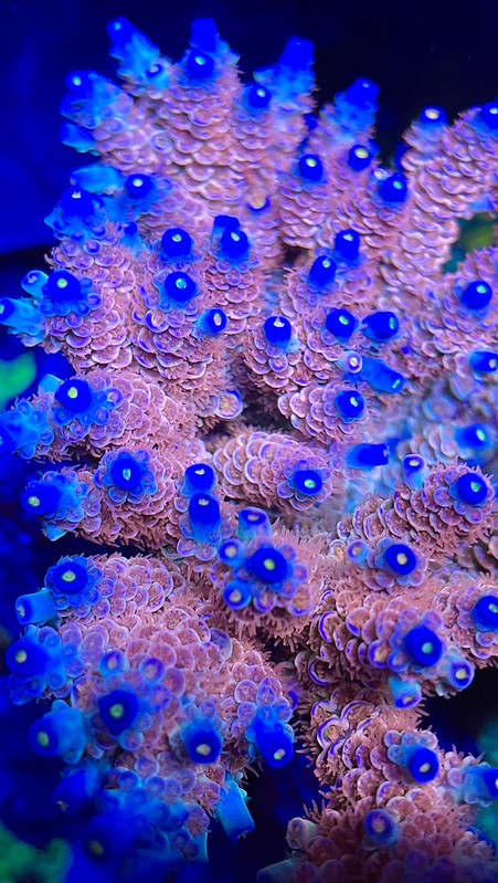 52243648669_06421e0d31_c.jpg