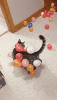 200.gif