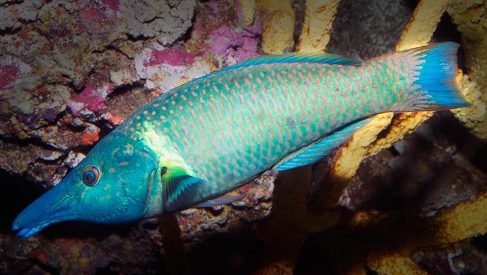 bird-wrasse_male.jpg