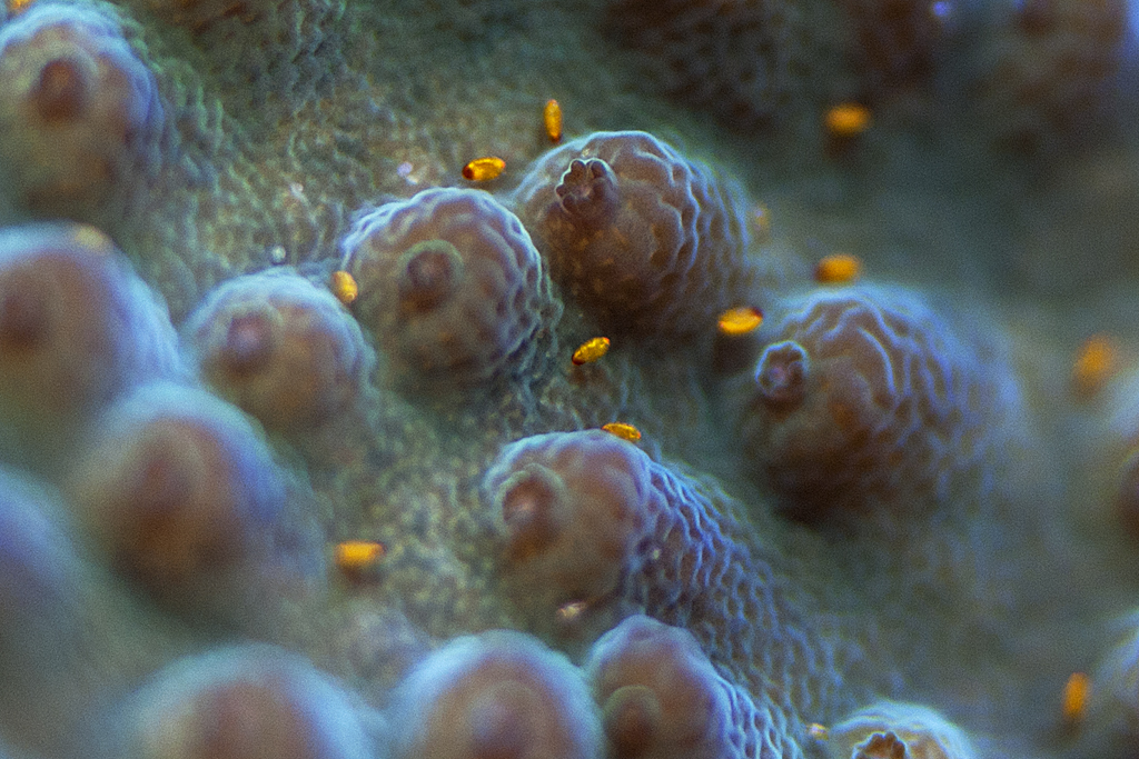 reefs.com
