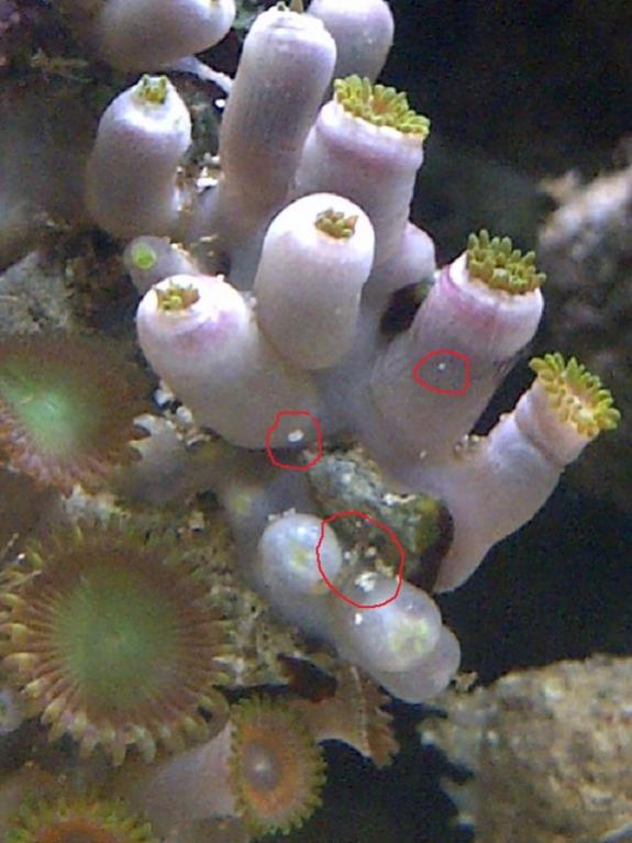 bb-zoas-003-jpg.5884